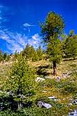 Valle di Rhemes, isolati larici